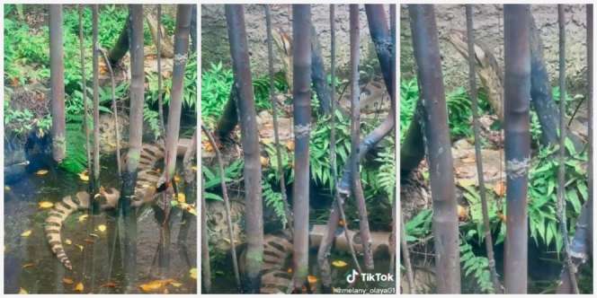Dikira Patung Batu, Ternyata Ular Segede Pohon Kelapa