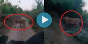 Video Detik-Detik Singa Dekati 2 Pemotor, Apa yang Terjadi Selanjutnya?