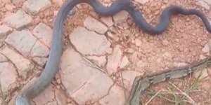 7 Penampakan Ular Berekor Kobra Kepala Piton, Bikin Warganet Bingung: Namanya KoPit, Kobra Piton! 