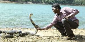Manusia Ular Takluk Dipatuk King Cobra 3 Meter, Fungsi Otaknya Langsung Error