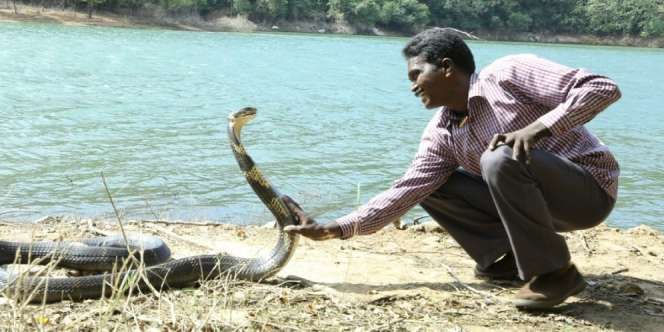 Manusia Ular Takluk Dipatuk King Cobra 3 Meter, Fungsi Otaknya Langsung Error