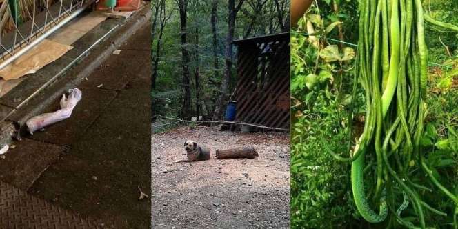 7 Foto Penampakan Aneh yang Sepintas Seram dan Menakutkan, Tapi Aslinya Bikin Ngakak