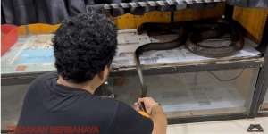 8 Potret King Kobra Garaga Milik Panji Petualang Jatuh Sakit, Nyawanya Terancam Tapi Masih Mengerikan!