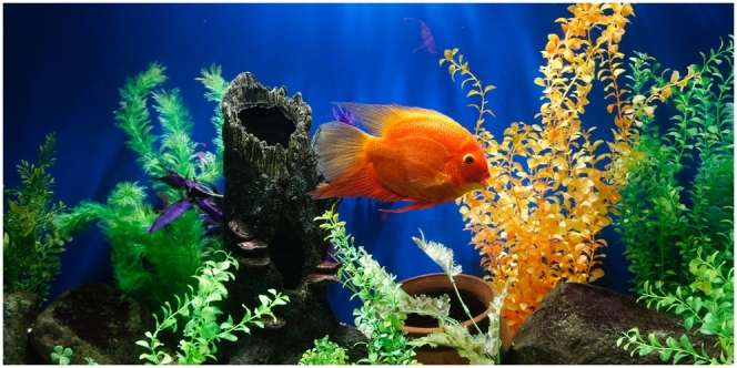 8 Manfaat Ikan Hias, Mulai dari Menyalurkan Hobi sampai Jadi Ladang Bisnis