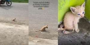 Ditonton 9 Juta Kali, Anak Kucing Bermata Biru Jalan Sambil Menyeret Tubuh, Videonya Bikin Netizen Menangis