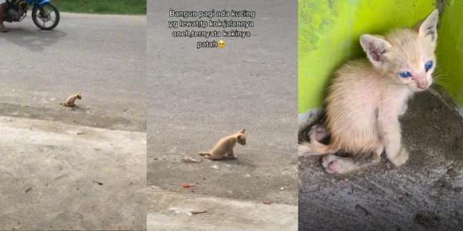 Ditonton 9 Juta Kali, Anak Kucing Bermata Biru Jalan Sambil Menyeret Tubuh, Videonya Bikin Netizen Menangis