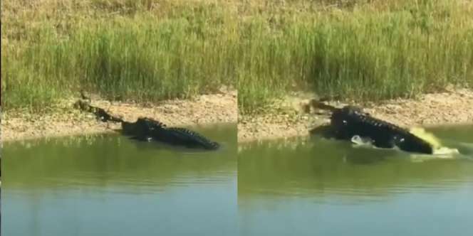 Sama-sama Berdarah Dingin, Video Duel Buaya Lawan Ular Kobra Raksasa Ini Viral