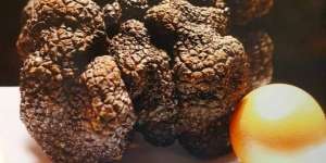 Dipasarkan Digital, Truffle 'Black Diamond' Raksasa Jadi NFT