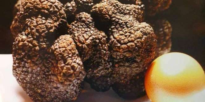 Dipasarkan Digital, Truffle 'Black Diamond' Raksasa Jadi NFT