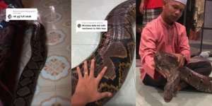 Keluarga Ini Pelihara Ular Piton Raksasa Segede Batang Pohon Layaknya Kucing, Diklaim Tak Pernah Serang Manusia