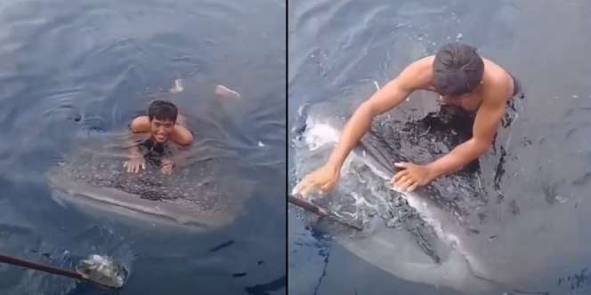 Hanya di Indonesia, Nelayan Berani Suapi dan Naiki Kepala Hiu Tutul