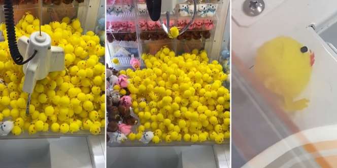 Sekali Main Langsung Dapat Boneka di Mesin Capit, Tapi Endingnya Bikin Netizen Sedih Sekaligus Ngakak