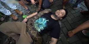 9 Potret Panji Petualang Dililit Ular Raksasa 8 Meter, Tim Histeris, Harus Diangkat 9 Orang!