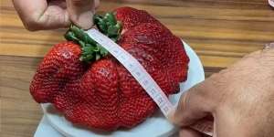 Buah Stroberi Terberat di Dunia Pecahkan Rekor