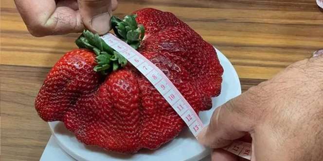 Buah Stroberi Terberat di Dunia Pecahkan Rekor