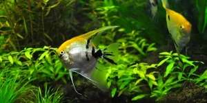 7 Manfaat Memelihara Ikan Hias di Rumah Bagi Kesehatan Mental