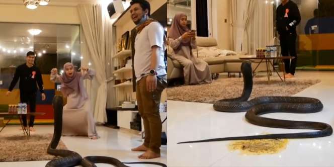 Datang ke Rumah Ria Ricis, Garaga Sang King Kobra Raksasa Salah Tingkah hingga BAB Segala