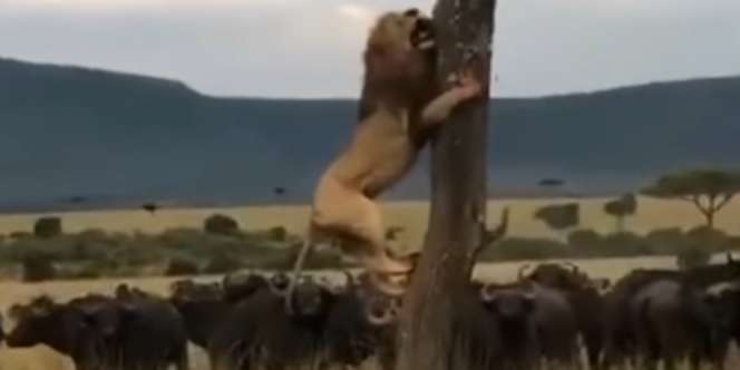 Dijuluki Raja Hutan, Tapi Singa Raksasa Ini Ketakutan Setengah Mati Dikepung Banteng Sampai Panjat Pohon