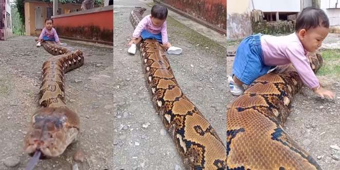 Viral Bocah Naik di Atas Tubuh Ular Piton Raksasa, Emaknya Gemetaran
