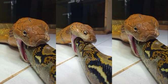 Buas Banget, Detik-Detik King Cobra Telan Bulat-Bulat Ular Piton Besar