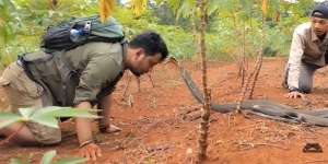 8 Potret Aksi Panji Petualang Bikin King Kobra Tunduk, The Real Raja Ular, Merinding Banget!