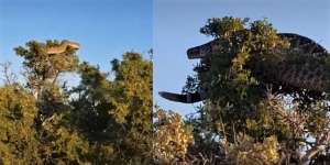 8 Potret Penemuan Ular Raksasa Lagi Nangkring di Atas Pohon, Cek Fakta Sebenarnya!