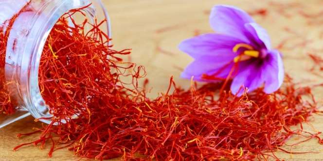 Rumitnya Menanam dan Memanen Saffron, Rempah Termahal di Dunia