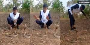 Gaya-gayaan Goda 3 King Cobra demi Konten, Pawang Amatiran Ini Bernasib Tragis