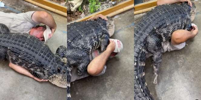 Mengerikan, Pria Bergulat dengan Aligator Raksasa, Begini Nasibnya