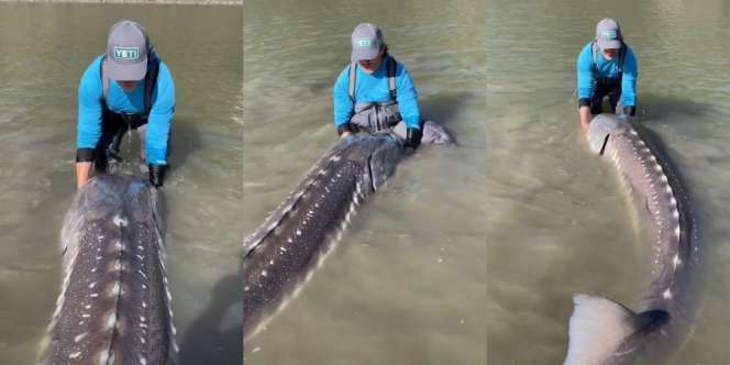 Heboh Nelayan Tangkap Ikan Raksasa Langka Berusia 100 Tahun, Spesies yang Hidup Sejak Zaman Dinosaurus