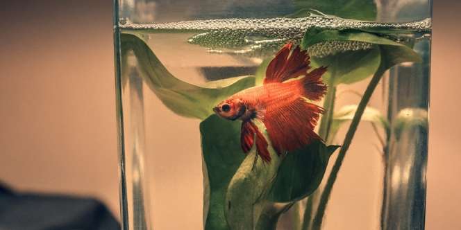 9 Manfaat Daun Ketapang untuk Ikan Hias, Penggemar Wajib Tahu!