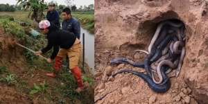Bikin Bergidik! Penemuan Sarang Berisi 100 Ular Kobra di Pematang Sawah