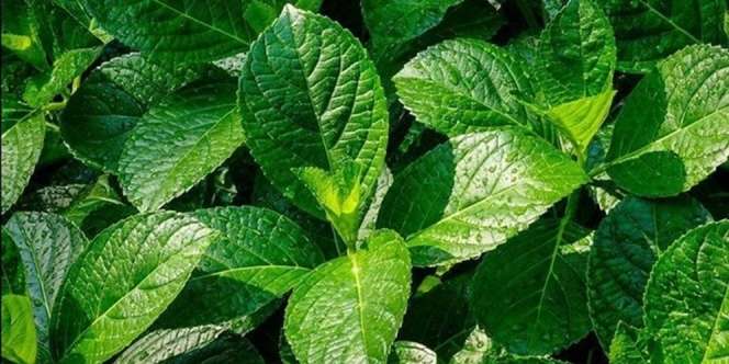 7 Manfaat Daun Pecah Beling dan Cara Pengolahannya, Kencing Batu dan Ambeien Bisa Sembuh Total