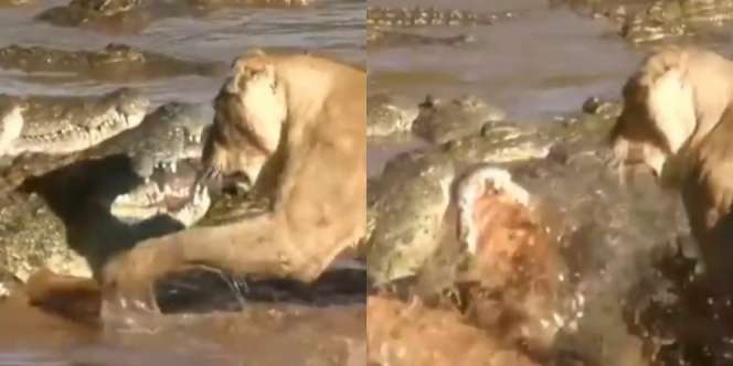Demi Harga Diri, Singa Bertarung Hidup Mati Vs Buaya, Lihat Siapa Pemenangnya