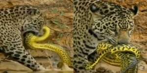 Nasib Tragis Ular Piton Raksasa yang Berani Berulah Saat Jaguar Minum di Sungai, Tewas Dicabik-cabik Tanpa Ampun