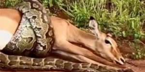 Detik-Detik Mengerikan Ular Piton Raksasa Belit Impala Sampai Ajal Menjemput