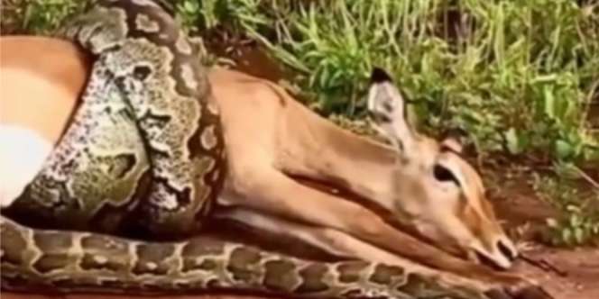 Detik-Detik Mengerikan Ular Piton Raksasa Belit Impala Sampai Ajal Menjemput