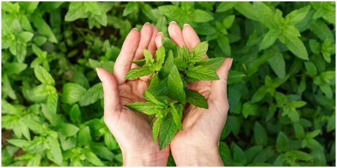 8 Manfaat Daun Mint yang Baik untuk Menjaga Kesehatan Fisik dan Mental