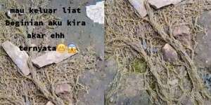 Sempat Dikira Akar Pohon, Wanita Syok Temukan Ribuan Hewan Keluar dari Tanah, Lihat 8 Potretnya Menjijikan