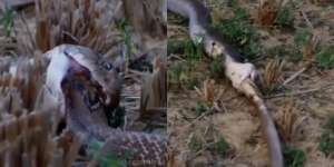 Sama-Sama Punya Bisa Paling Mematikan, Begini Detik-Detik King Cobra Telan Bulat-Bulat Ular Derik