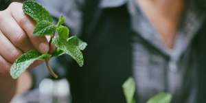 Manfaat Daun Mint untuk Kesehatan Kulit Wajah yang 'Ampuh' Usir Komedo dan Jerawat