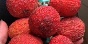 Dikira Leci, Si Cewek Ketipu Pedagang Rambutan, Warganet: Marketingnya Nggak Kaleng-kaleng