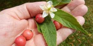 Manfaat Buah Kersen untuk Menghaluskan dan Melembutkan Kulit