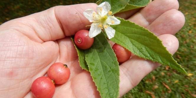 Manfaat Buah Kersen untuk Menghaluskan dan Melembutkan Kulit