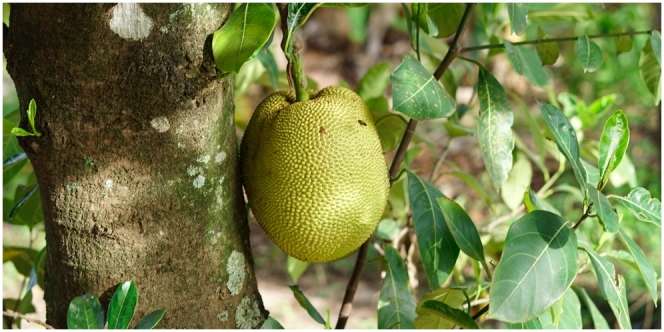 9 Manfaat Daun Nangka, Berkhasiat untuk Mengatasi Berbagai Masalah Kesehatan