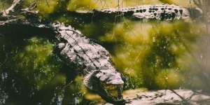 Seram tapi Ajaib! Cari Cacing buat Umpan di Kolam Pembuangan, Nelayan Diserang Tiga Buaya Lapar Sekaligus Bisa Selamat