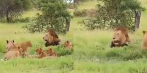 Pemandangan Tak Biasa, Gerombolan Singa Lari Terbirit-birit Dikejar Mangsanya