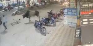 Detik-Detik Polisi Diseruduk Banteng Terekam CCTV: Tubuhnya Melayang Lalu Terhempas ke Aspal, Tak Berkutik