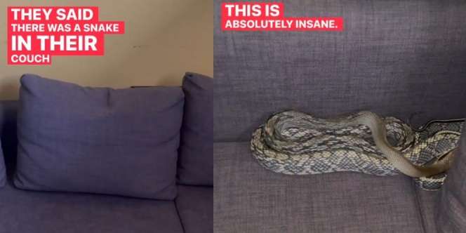 Pawang Kaget Temukan Ular Cantik Kebiru-biruan di Balik Sofa, Dikenal Punya Rentang Usia Panjang dan Pandai Memanjat