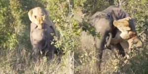 Video Menegangkan! Pertarungan Hidup Mati, Singa Terkam Gajah tapi Endingnya Tak Terduga